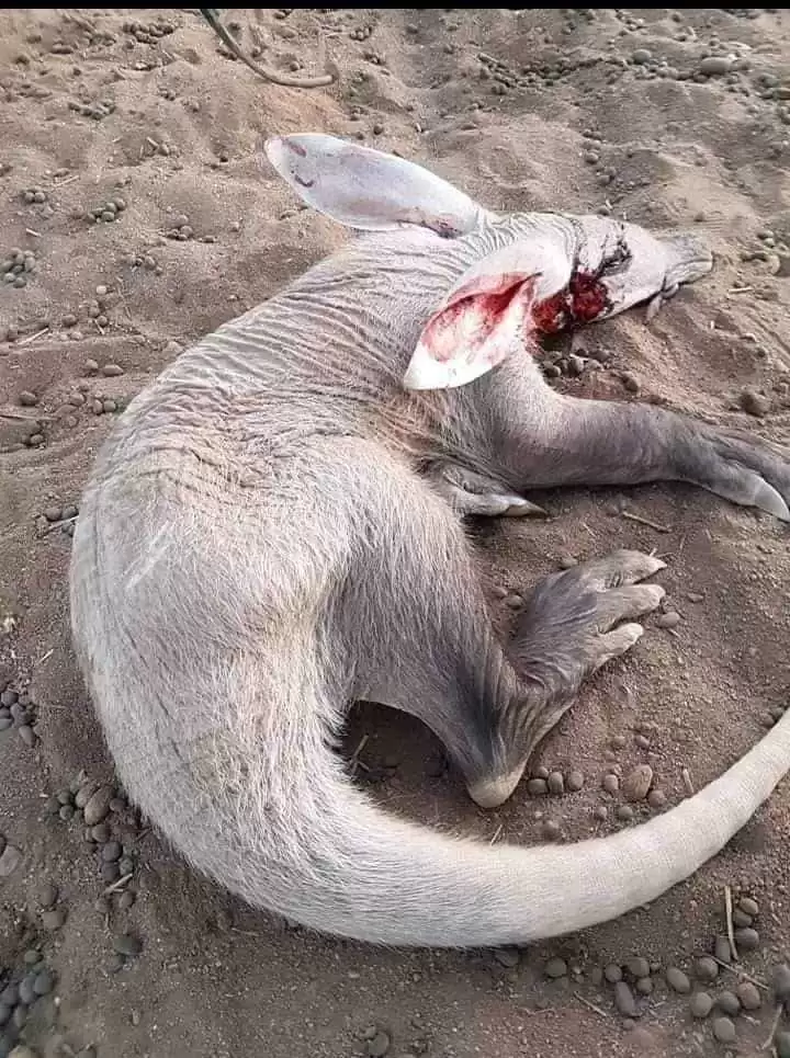 شاهد حيوان غريب في اليمن تم العثور عليه ومواطن يقوم بالقضاء عليه